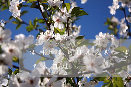 信用卡告我惡意逾期-信用卡告我惡意逾期怎么處理