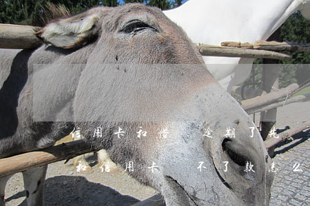 信用卡和借唄逾期了先還哪個(gè)(借唄和信用卡還不了款怎么辦)