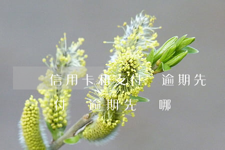 信用卡和支付寶逾期先還哪個-信用卡和支付寶逾期先還哪個?