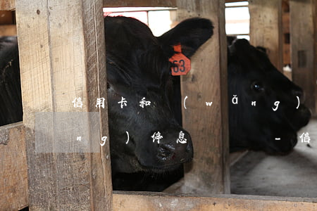 信用卡和網(wǎng)貸可以申請(qǐng)停息掛賬嗎-信用卡和網(wǎng)貸可以申請(qǐng)停息掛賬嗎知乎