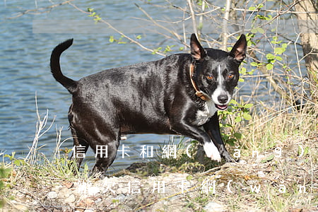 信用卡和網(wǎng)貸無力償還該怎么辦(欠信用卡網(wǎng)貸無力償還會(huì)怎樣)