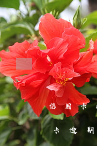 信用卡和網(wǎng)貸逾期幾年了(信用卡逾期和網(wǎng)貸逾期區(qū)別)