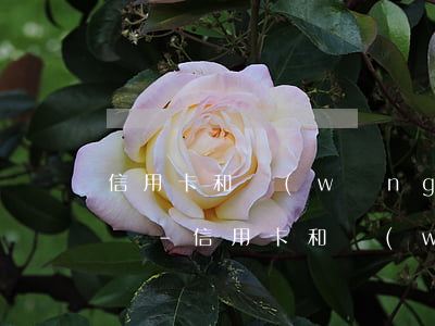信用卡和網(wǎng)貸還不上就是老賴嗎-信用卡和網(wǎng)貸還不上就是老賴嗎怎么辦