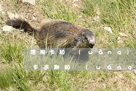 信用卡和網(wǎng)貸都逾期一年(信用卡逾期和網(wǎng)貸逾期區(qū)別)