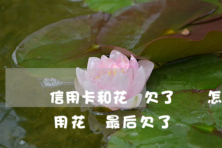 信用卡和花唄欠了幾萬怎么還(為什么有的人用花唄 最后欠了幾萬塊)