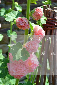 信用卡和貸款逾期會(huì)怎么樣(貸款逾期跟信用卡逾期一樣嗎)