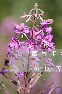 信用卡和車貸欠了20多萬(欠信用卡有點多可以弄車貸嗎)