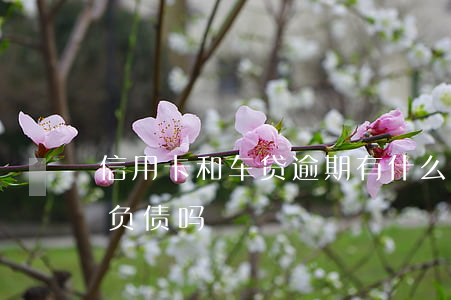 信用卡和车贷逾期有什么区别(车贷看信用卡负债吗)