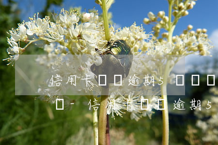 信用卡單張逾期5萬暫時(shí)無力償還-信用卡單張逾期5萬暫時(shí)無力償還怎么辦