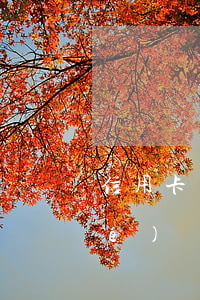 信用卡嚴(yán)重逾期出國留學(xué)簽證(征信逾期影響出國簽證嗎)