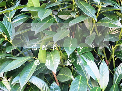 信用卡嚴(yán)重逾期到單位找人嗎(有信用卡逾期的人嗎)