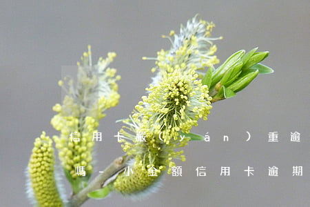 信用卡嚴(yán)重逾期可以貸小贏卡貸嗎-小金額信用卡逾期能辦房貸嗎