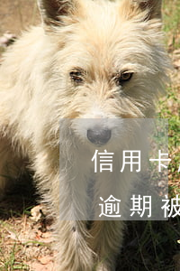 信用卡嚴(yán)重逾期怎么催收(信用卡逾期被催收公司催收還可以慢慢還嗎)