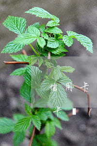 信用卡嚴(yán)重逾期抓人 什么叫信用卡嚴(yán)重逾期