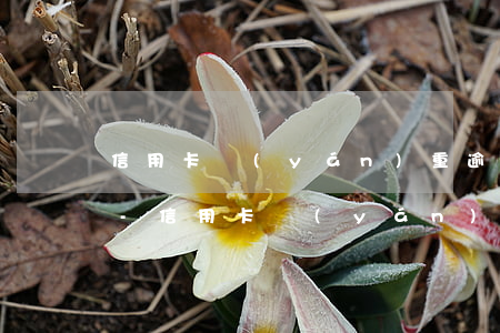 信用卡嚴(yán)重逾期每天都有利息嗎-信用卡嚴(yán)重逾期每天都有利息嗎怎么辦