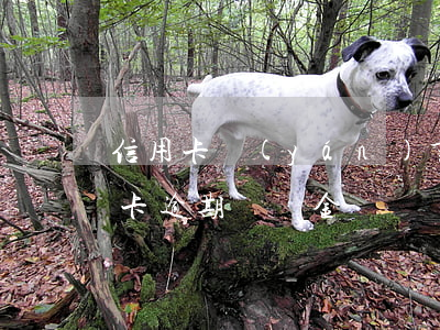 信用卡嚴(yán)重逾期第三方追款(信用卡逾期違約金)