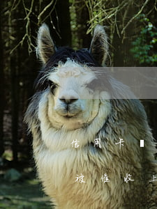 信用卡嚴(yán)重逾期被催收(欠信用卡被催收上公司催收怎么辦)