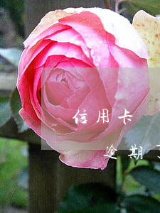 信用卡嚴重的逾期會影響支付寶嗎(支付寶花唄逾期了對信用卡有影響嗎)