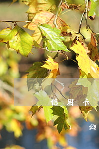 信用卡嚴重逾期可以注冊公司嗎(信用卡逾期對開公司有影響嗎)