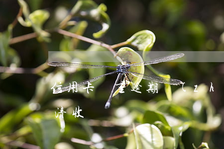 信用卡嚴重逾期轉(zhuǎn)移戶籍地清收