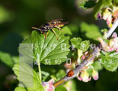 信用卡嚴重逾期通知怎么寫，重要提示：信用卡逾期的嚴重后果及應對措施