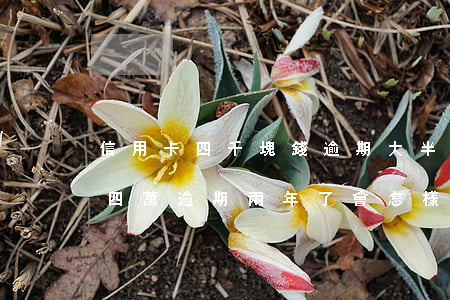 信用卡四千塊錢逾期大半年怎么辦(欠信用卡四萬逾期兩年了會怎樣)