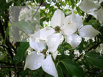 信用卡四千多逾期3個(gè)月(信用卡4000元逾期3個(gè)月)