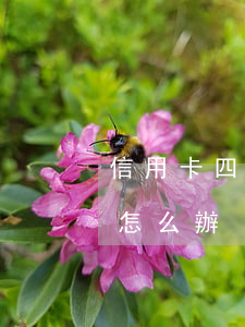 信用卡四次逾期沒辦法貸款 4張信用卡逾期怎么辦