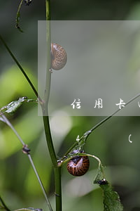 信用卡四萬(wàn)多逾期怎么辦(信用卡4萬(wàn)逾期)