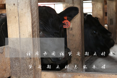 信用卡因信贷逾期止付怎么办-信用卡因信贷逾期止付怎么办理