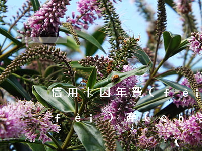 信用卡因年費(fèi)逾期證明(因年費(fèi)產(chǎn)生的逾期銀行會開證明嗎)
