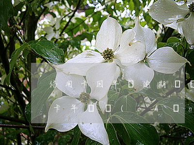 信用卡因年費逾期凍結(jié)-因信用卡年費產(chǎn)生的逾期可以消除嗎