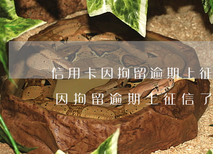 信用卡因拘留逾期上征信了怎么辦-信用卡因拘留逾期上征信了怎么辦呢