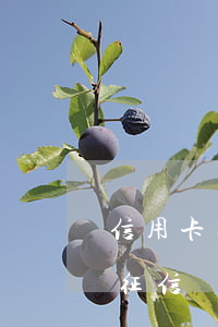 信用卡因為年費逾期(信用卡因為年費逾期上征信還能取消嗎)