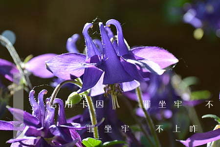 信用卡因盜竊罪坐牢還不上咋辦-信用卡因盜竊罪坐牢還不上咋辦呢