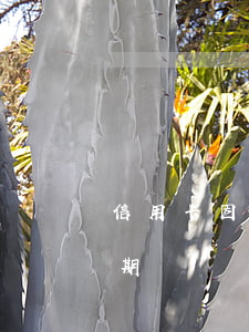 信用卡因逾期未通過有網(wǎng)貸逾期