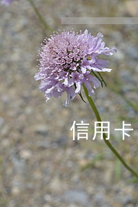 信用卡因逾期沒還會坐牢嗎