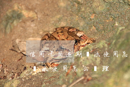 信用卡因逾期無法使用怎么辦(信用卡因逾期無法使用怎么辦理)