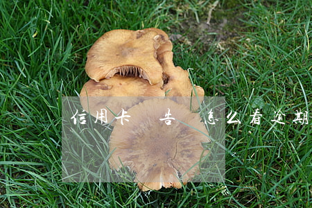 信用卡報告單怎么看逾期