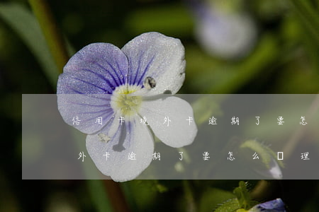 信用卡境外卡逾期了要怎么處理-信用卡境外卡逾期了要怎么處理呢