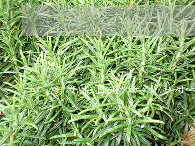 信用卡壓垮婚姻(信用卡壓垮婚姻)