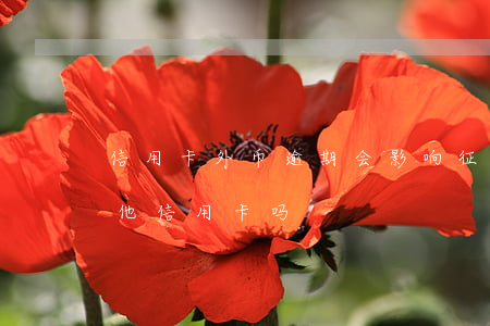 信用卡外币逾期会影响征信吗(逾期会影响其他信用卡吗)