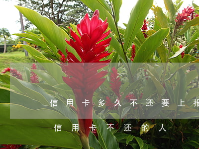 信用卡多久不还要上报人行(银行多久会起诉信用卡不还的人)