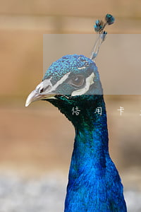 信用卡多久不還匯報(bào)通訊錄