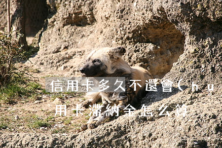 信用卡多久不還會(huì)有滯納金(欠信用卡滯納金怎么算)