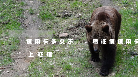 信用卡多久不還會查征信(信用卡多久不還會上征信)