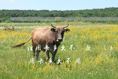 信用卡多久不還款會(huì)有影響(欠信用卡多久不用還)