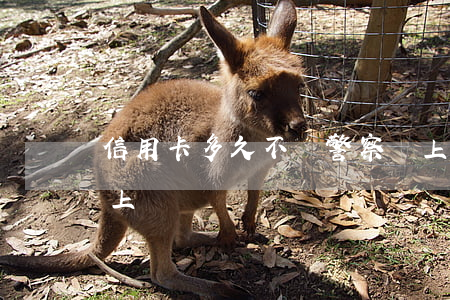 信用卡多久不還警察會上門(欠信用卡會不會上門)