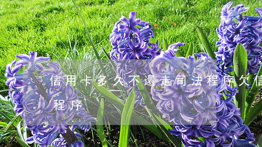 信用卡多久不還走司法程序(欠信用卡走司法程序)