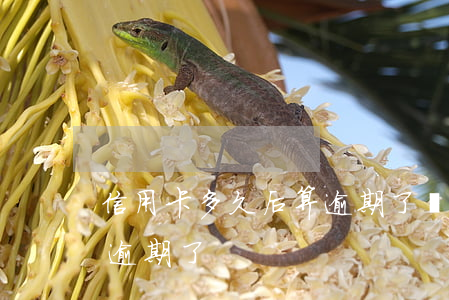 信用卡多久后算逾期了還款(多久還信用卡就逾期了)